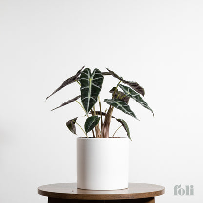 Alocasia Polly