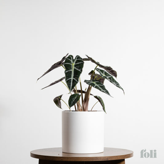 Alocasia Polly