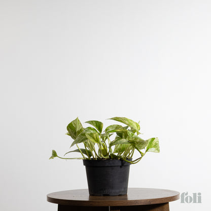 Marble Queen Pothos