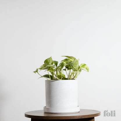 Marble Queen Pothos