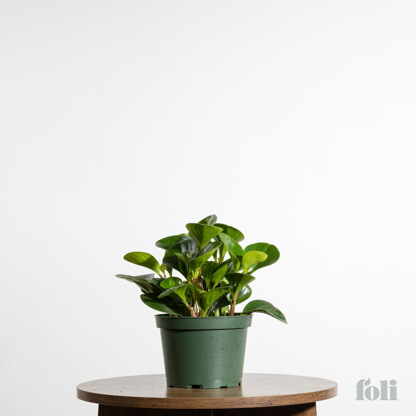 Peperomia