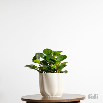 Peperomia