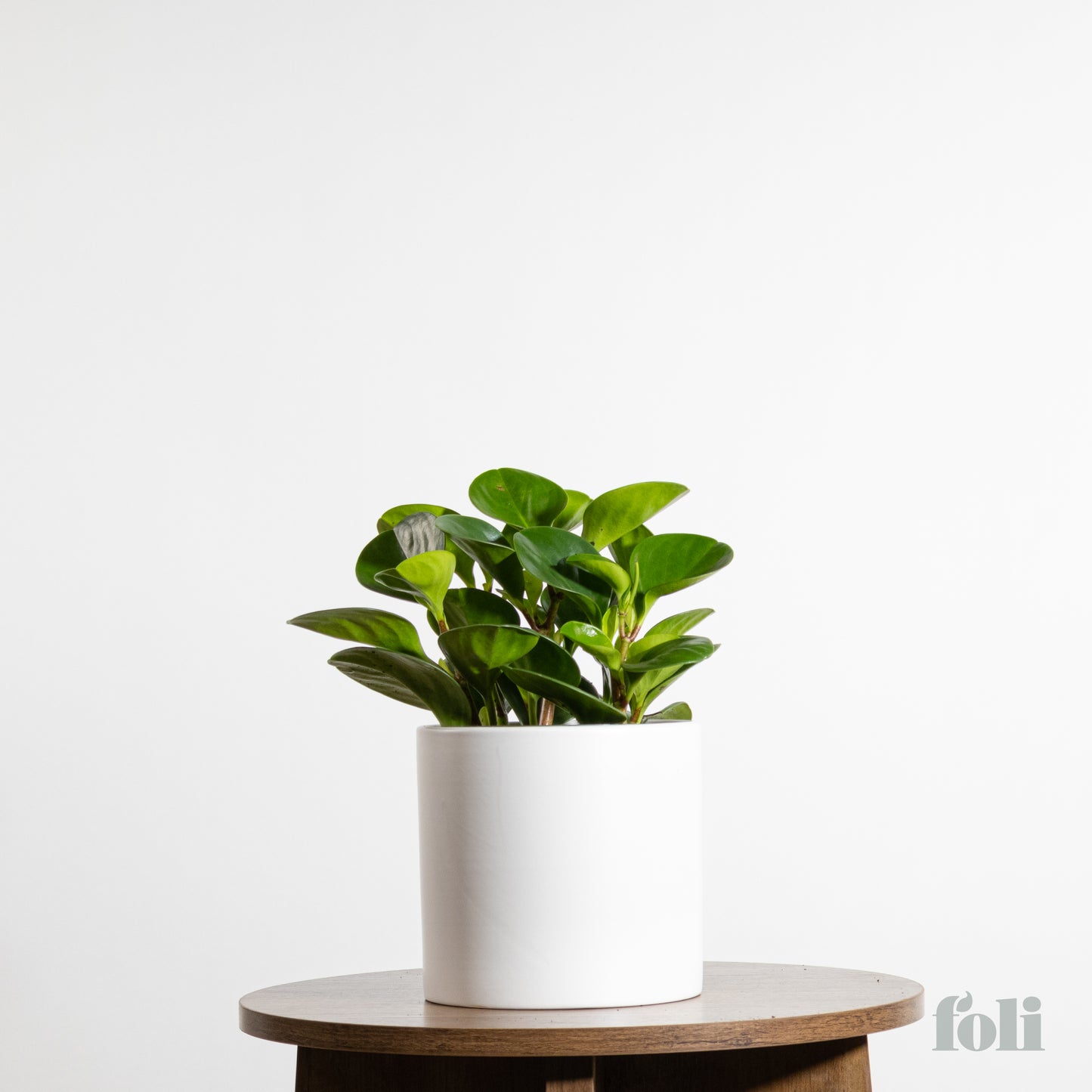 Peperomia