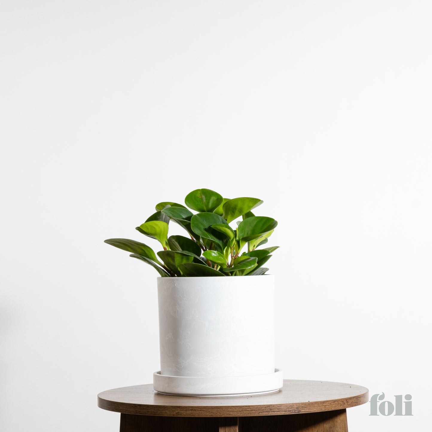 Peperomia
