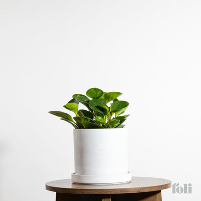 Peperomia
