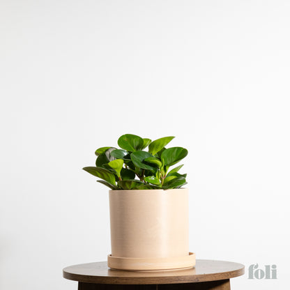 Peperomia