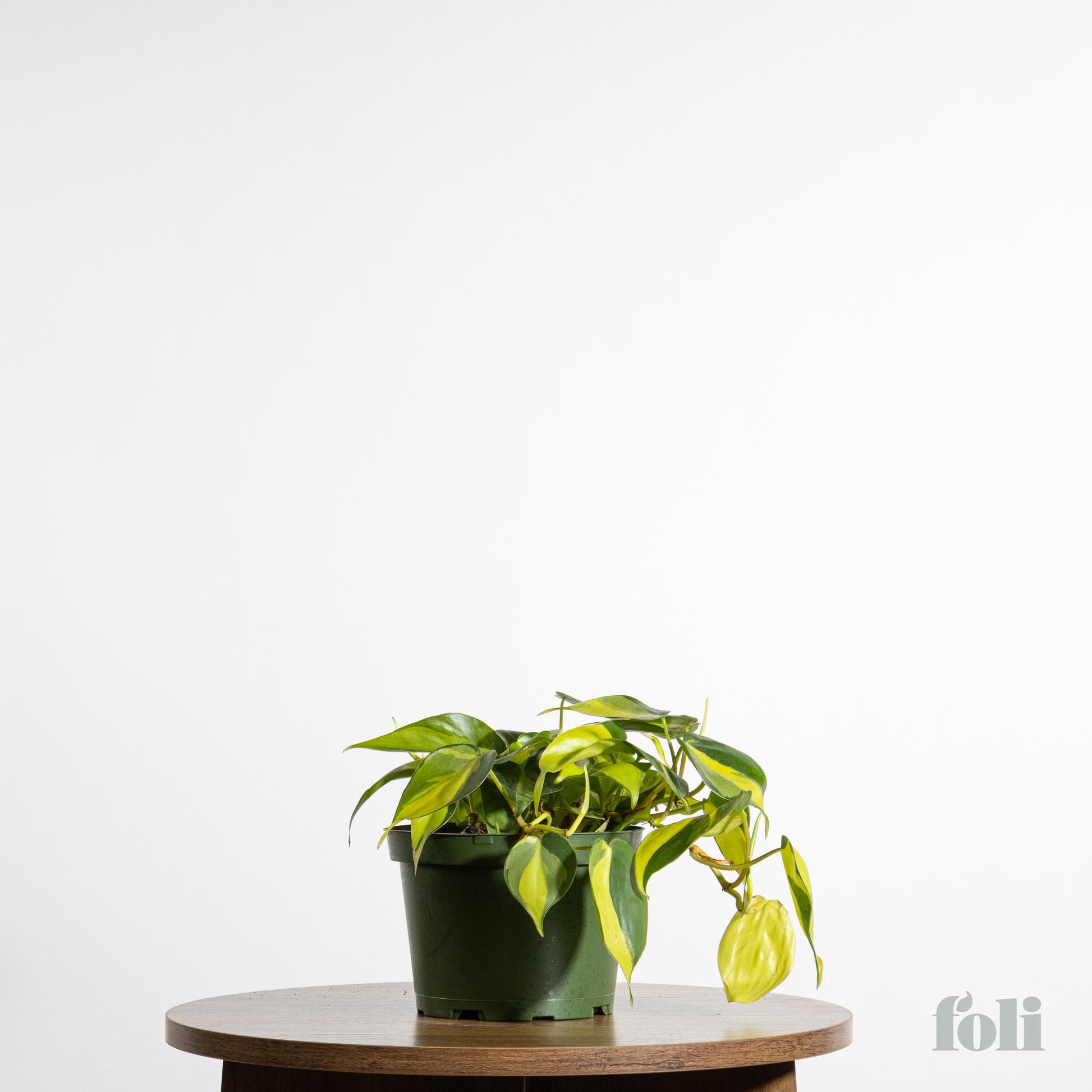 brasil philodendron canada Philodendron Brasil – Foli