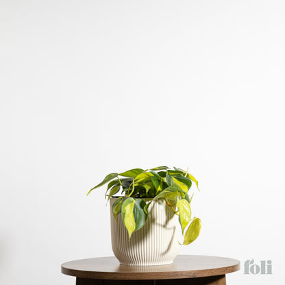 Philodendron Brasil