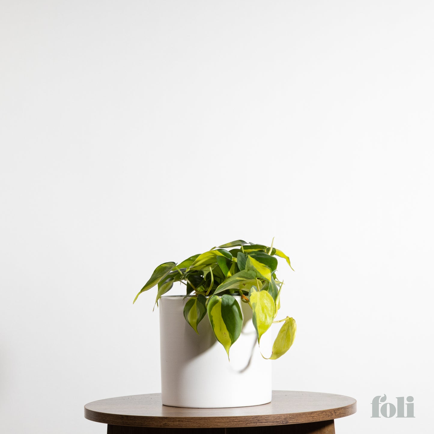 Philodendron Brasil
