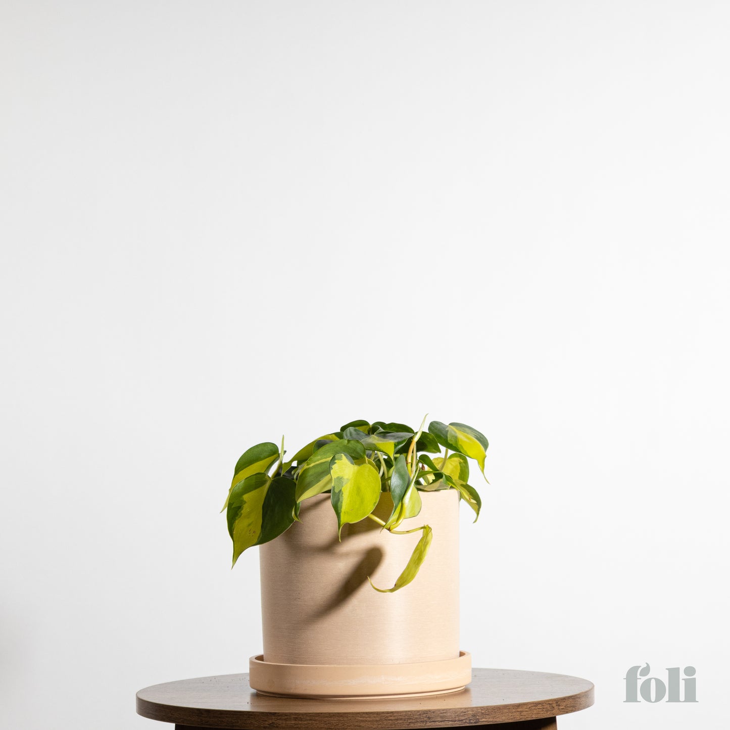 Philodendron Brasil