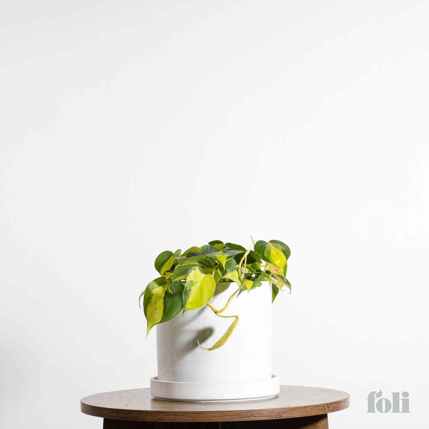 Philodendron Brasil