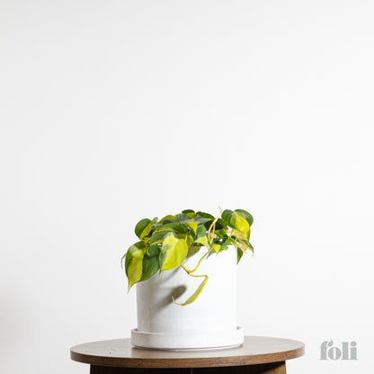 Philodendron Brasil
