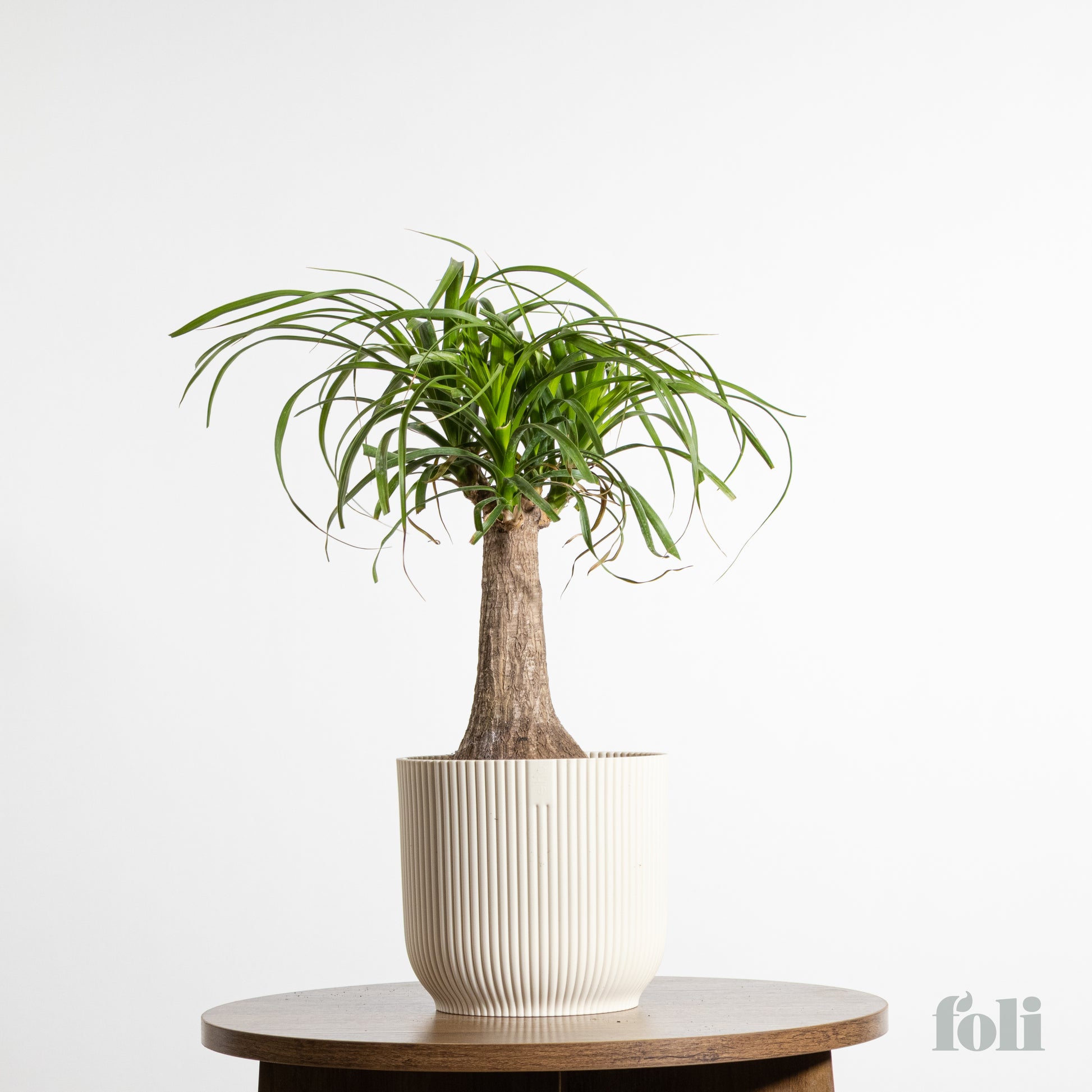 ponytail palm direct sun Ponytail Palm – Foli