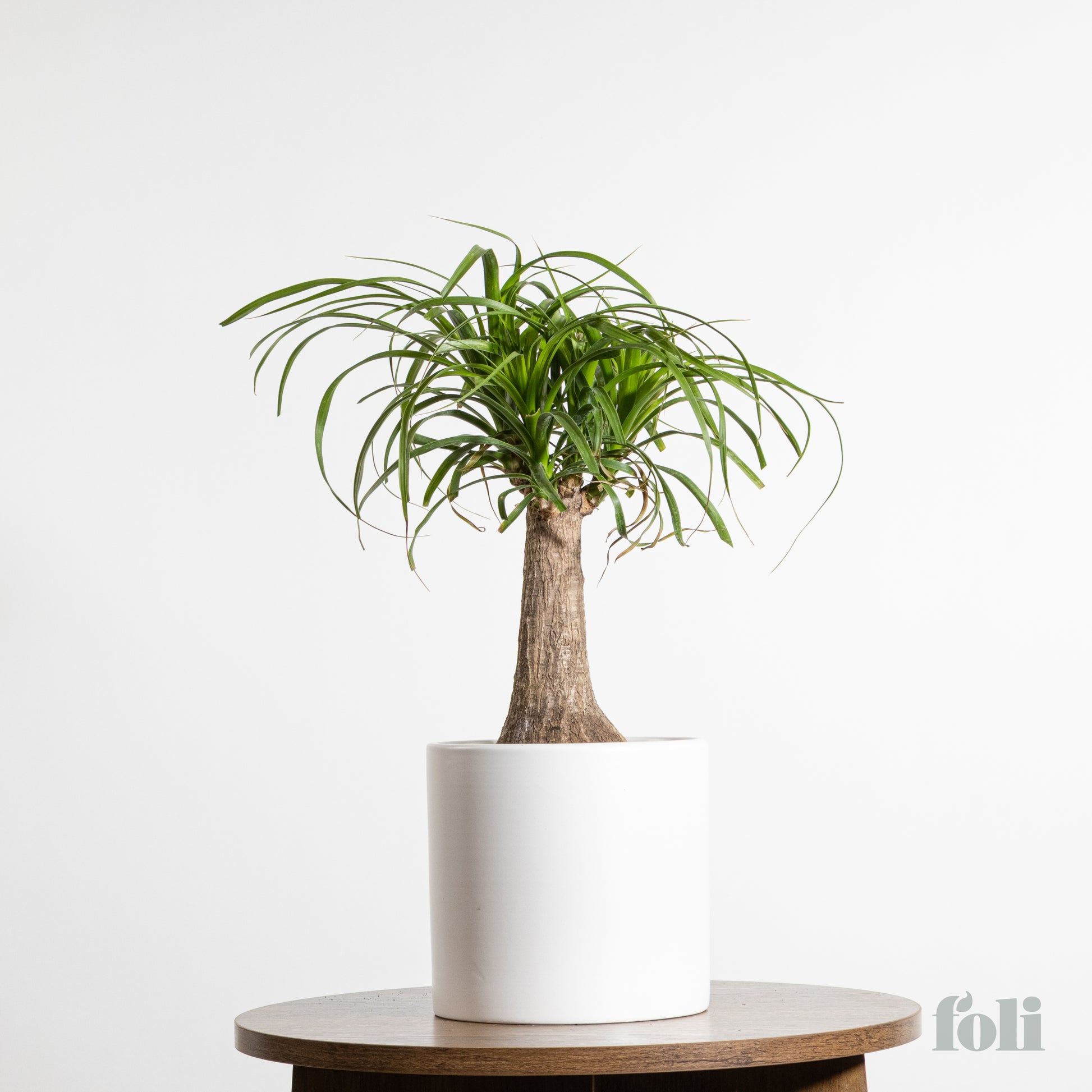 5 ponytail palm Ponytail Palm – Foli