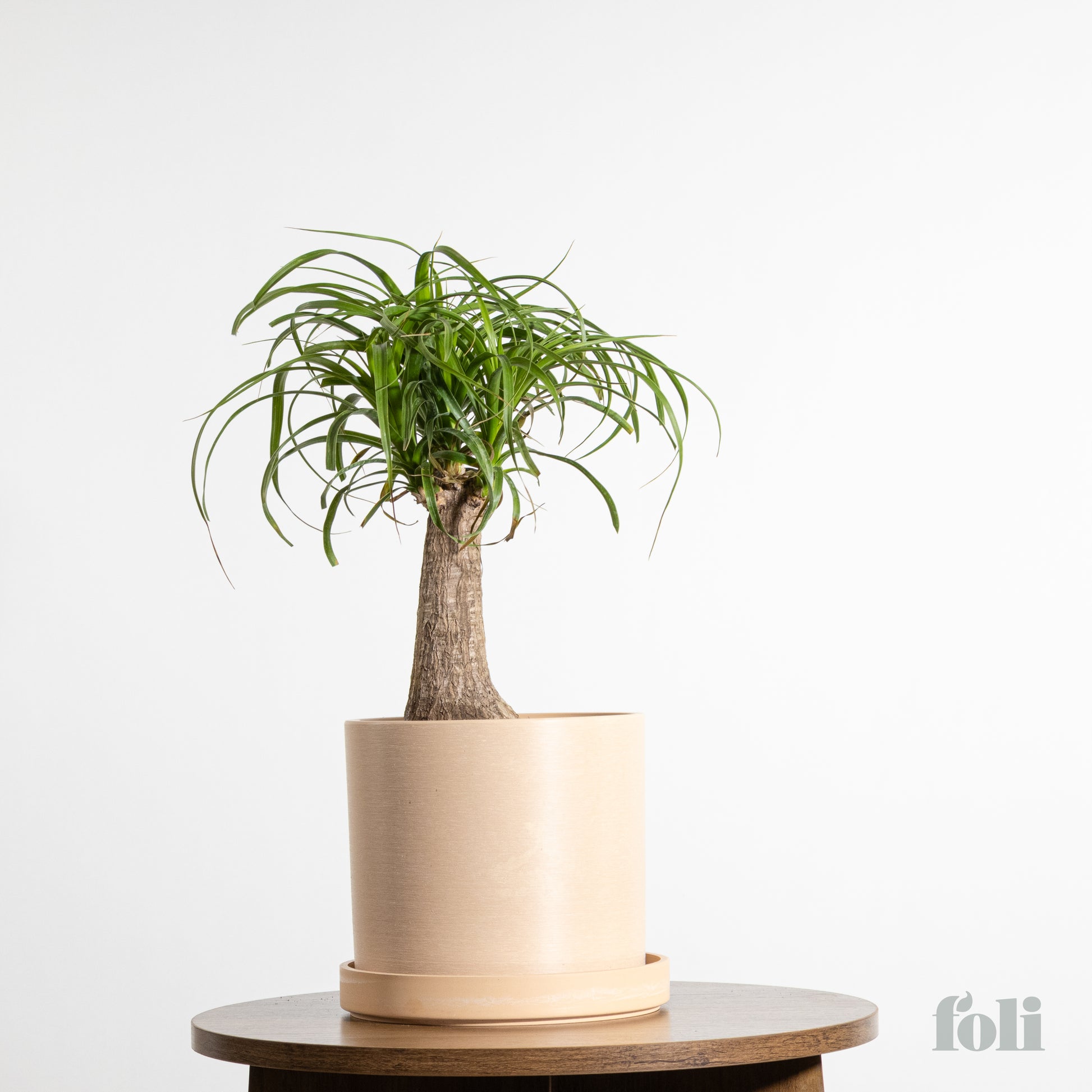bloomscape ponytail palm Ponytail Palm – Foli