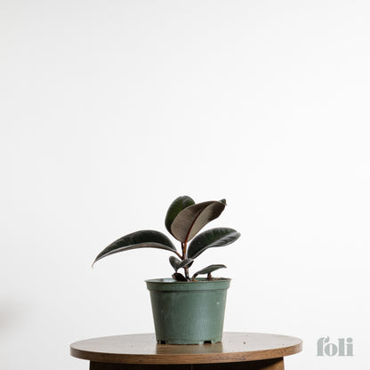 Rubber Tree