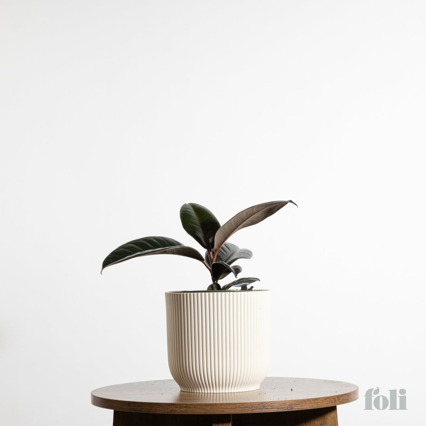 Rubber Tree