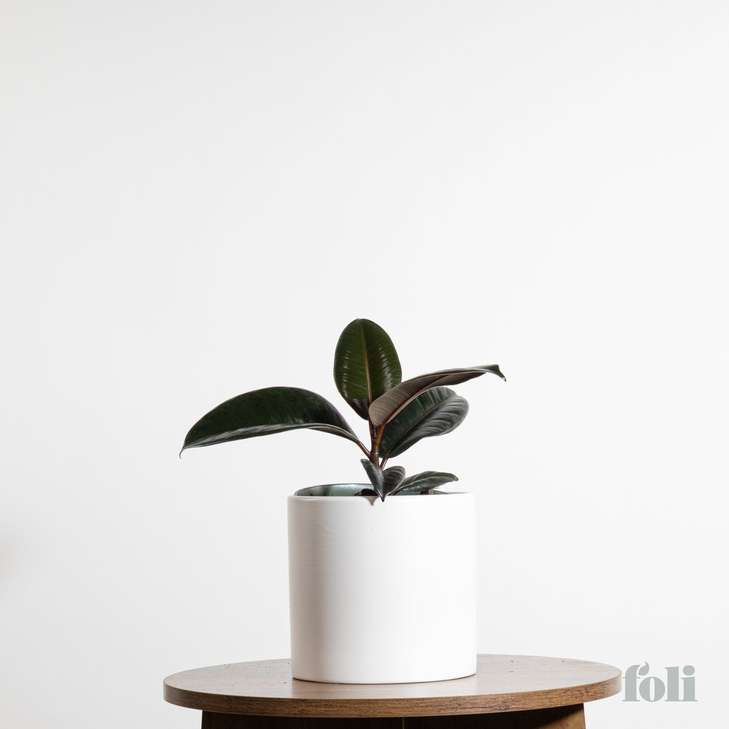 Rubber Tree