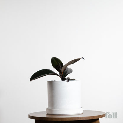 Rubber Tree
