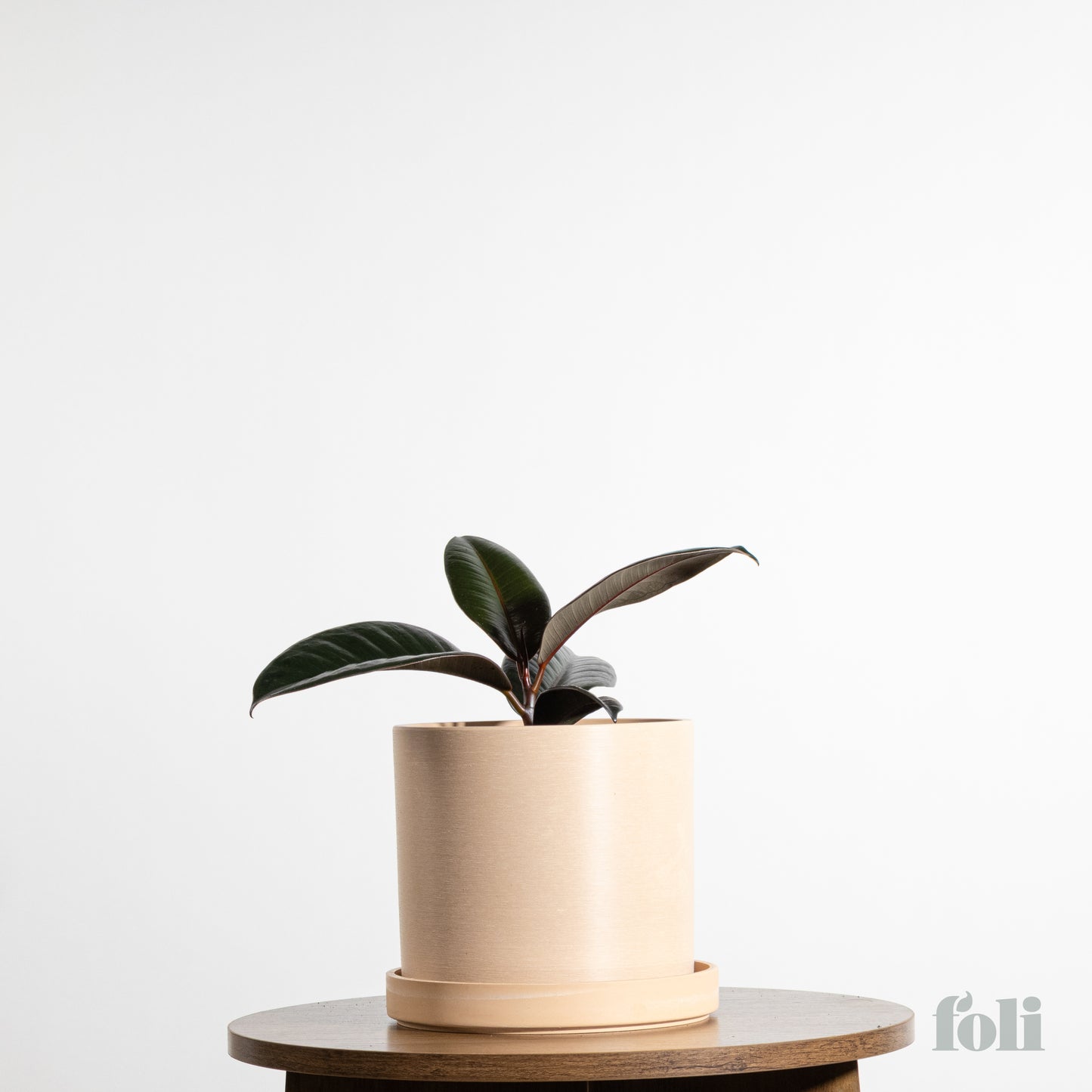 Rubber Tree