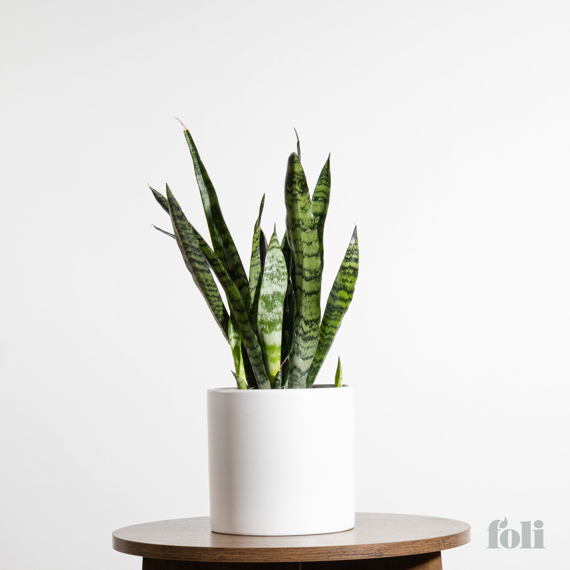 buy snake plant online canada Snake Plant – Foli