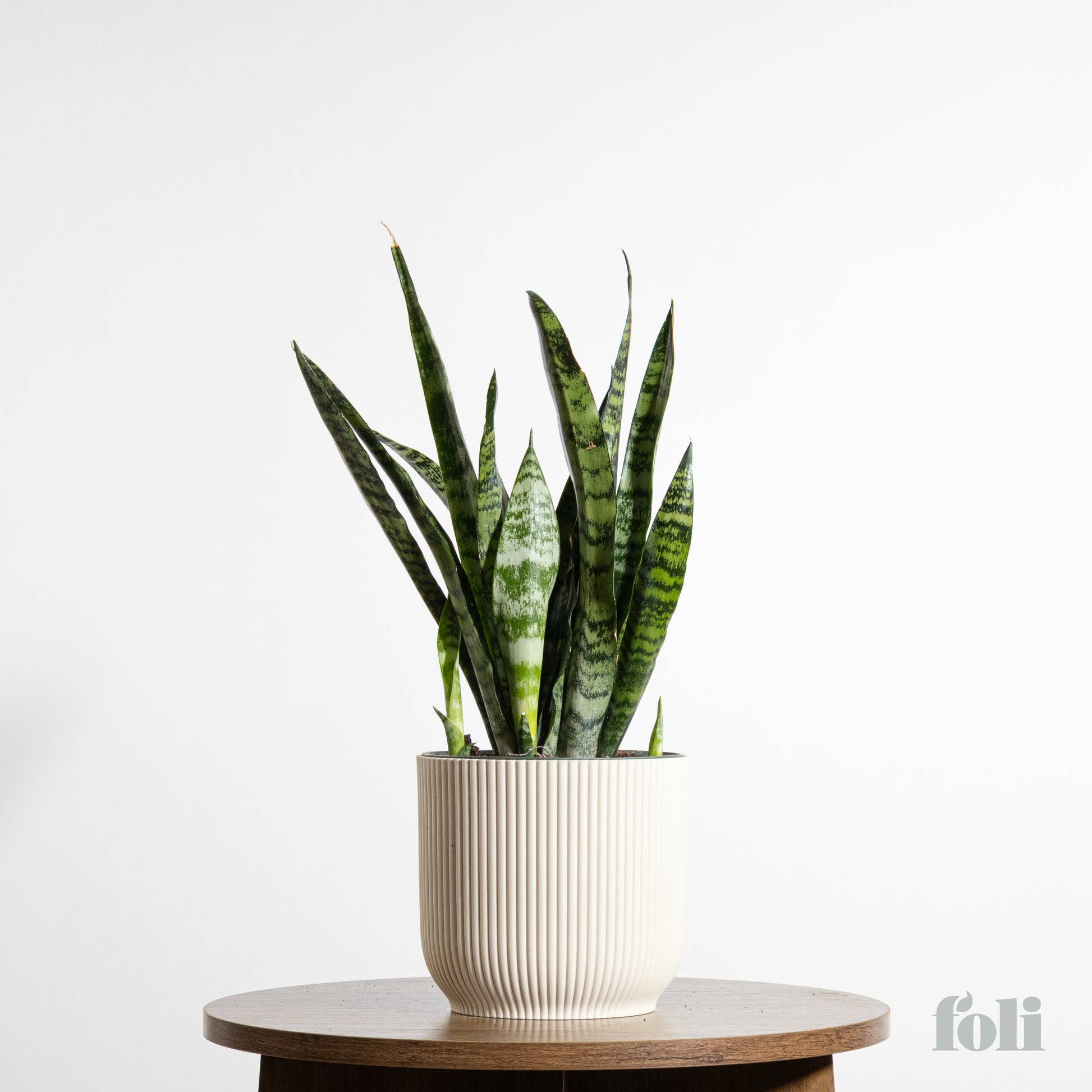 snake plant medium Snake Plant – Foli