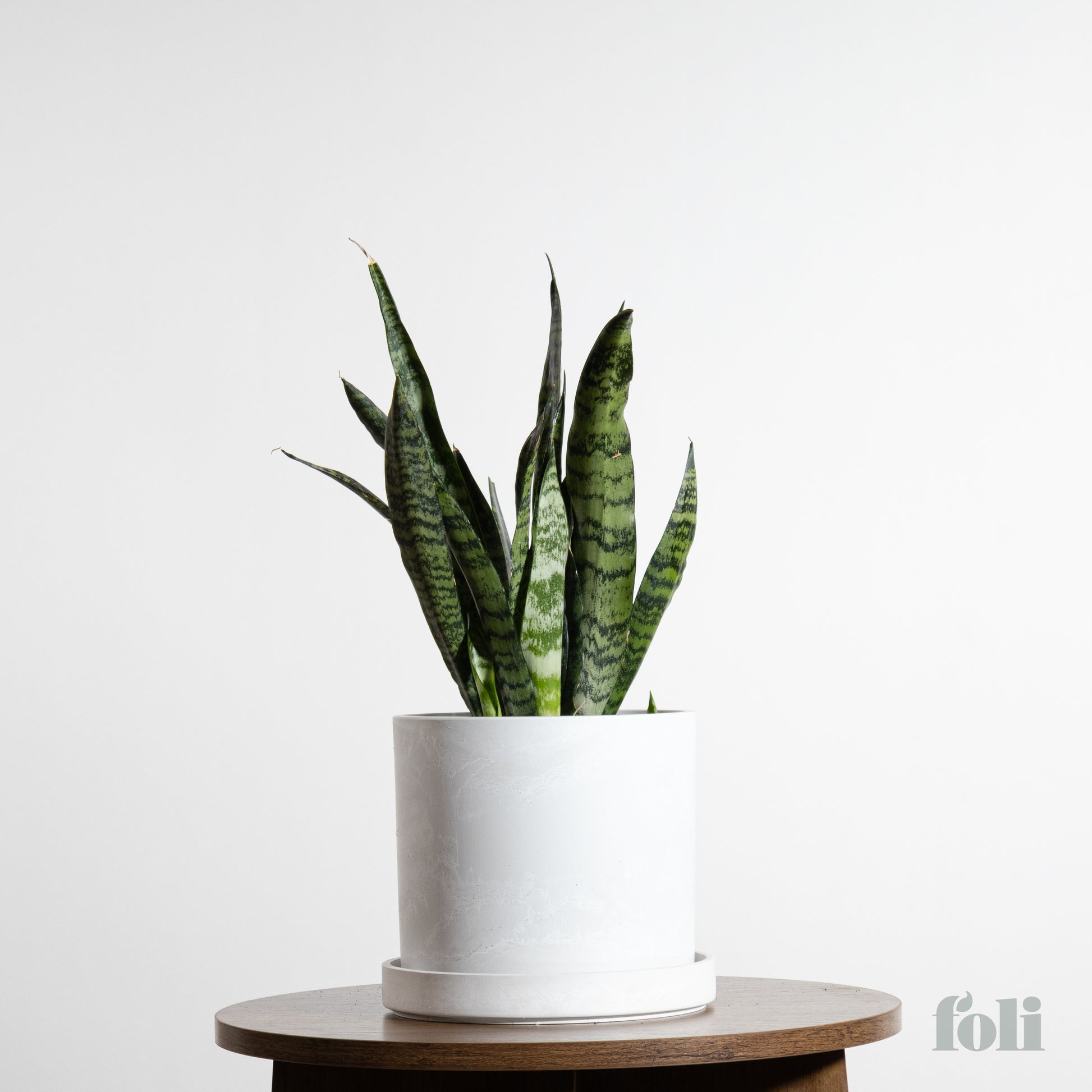 snake plant buy canada Snake Plant – Foli