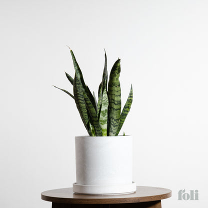 Snake Plant