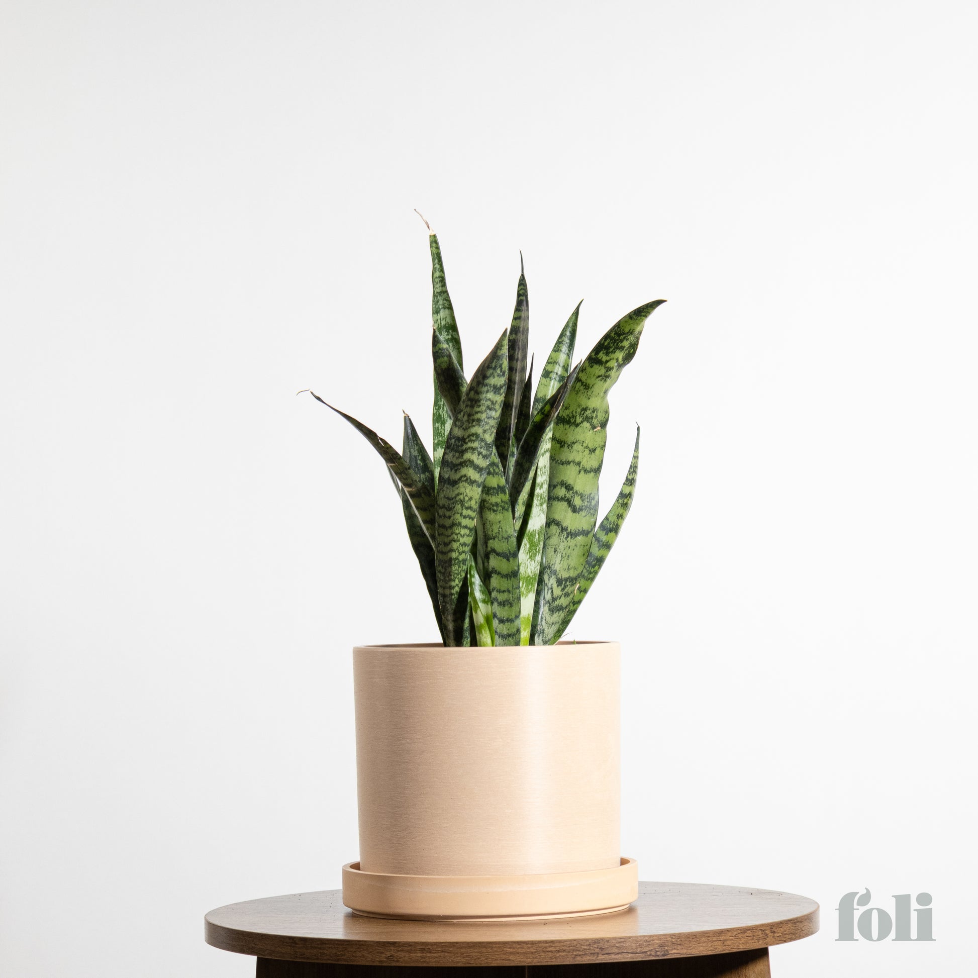 medium snake plant Snake Plant – Foli