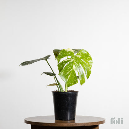 Thai Constellation Monstera