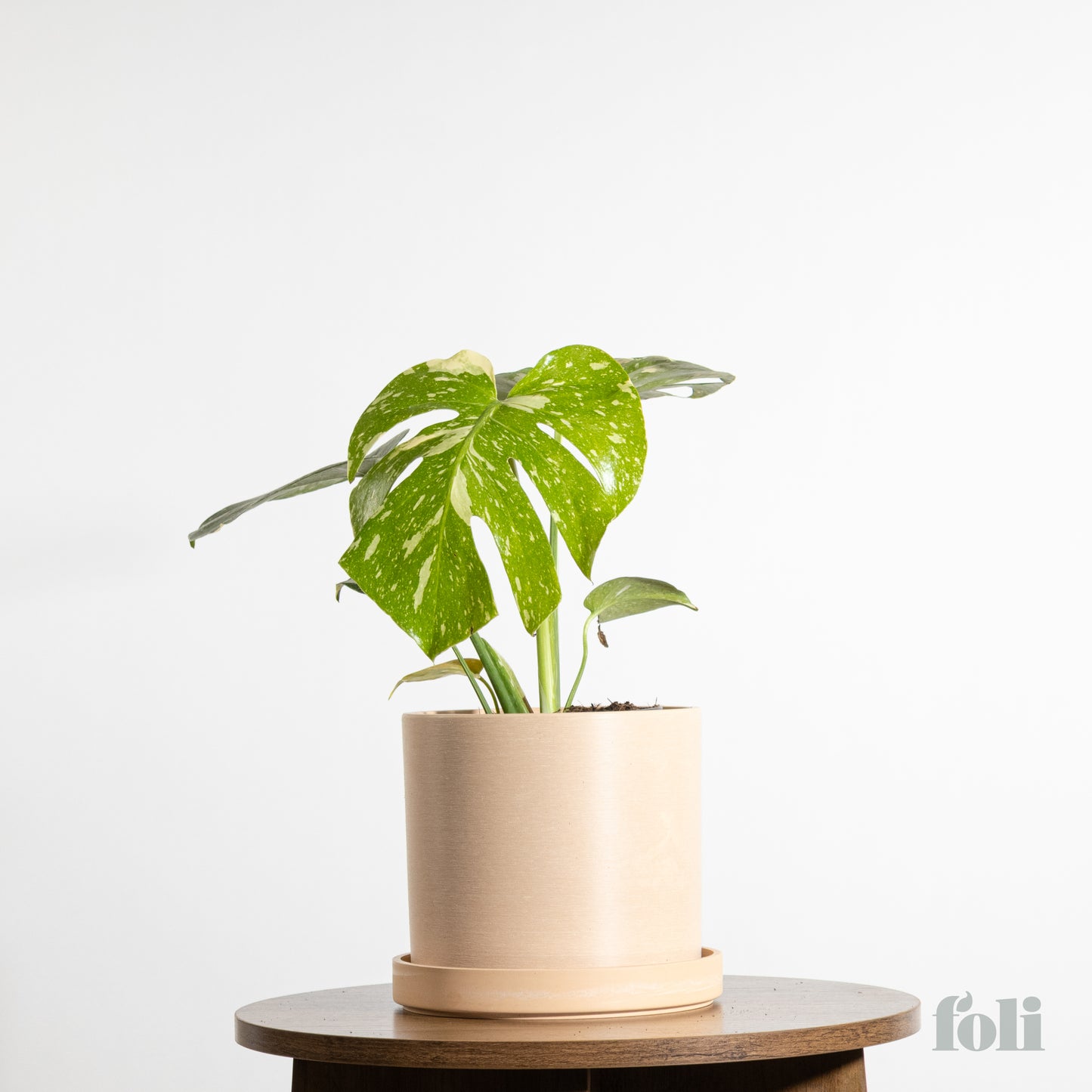 Thai Constellation Monstera