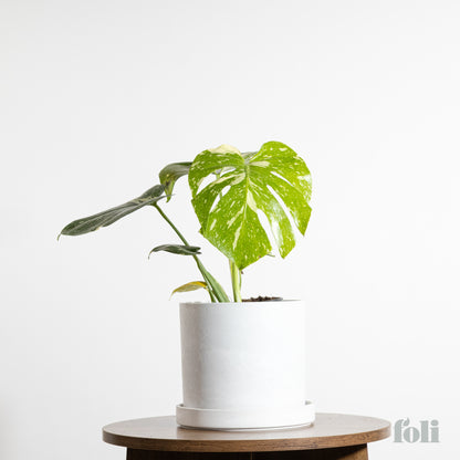 Thai Constellation Monstera