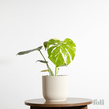 Thai Constellation Monstera