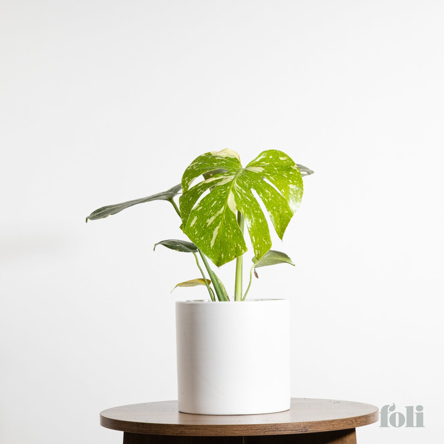 Thai Constellation Monstera
