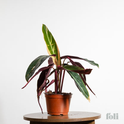Tricolour Prayer Plant