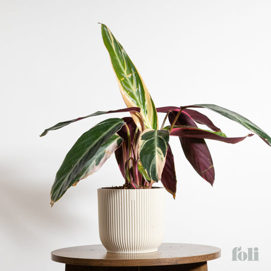 Tricolour Prayer Plant