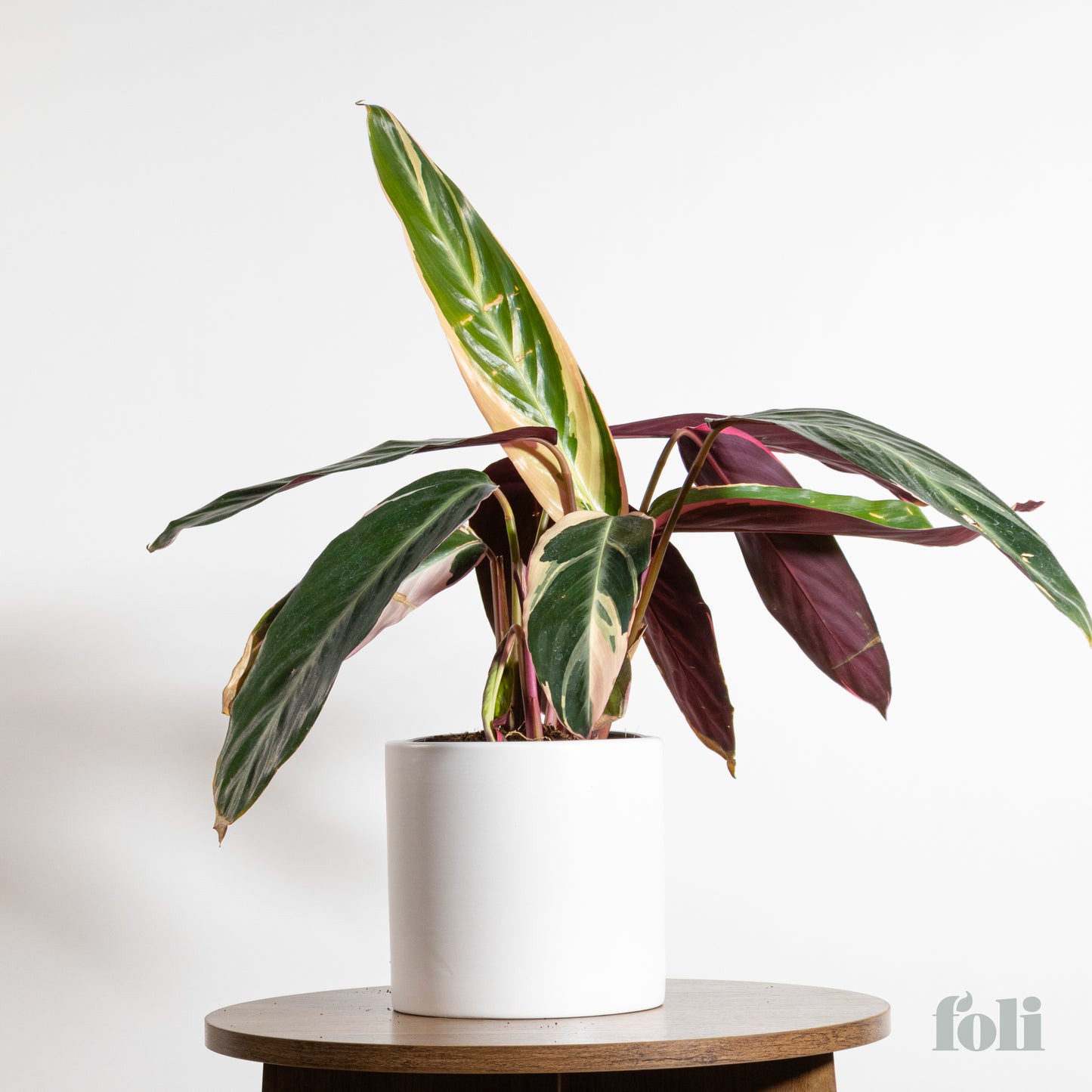 Tricolour Prayer Plant
