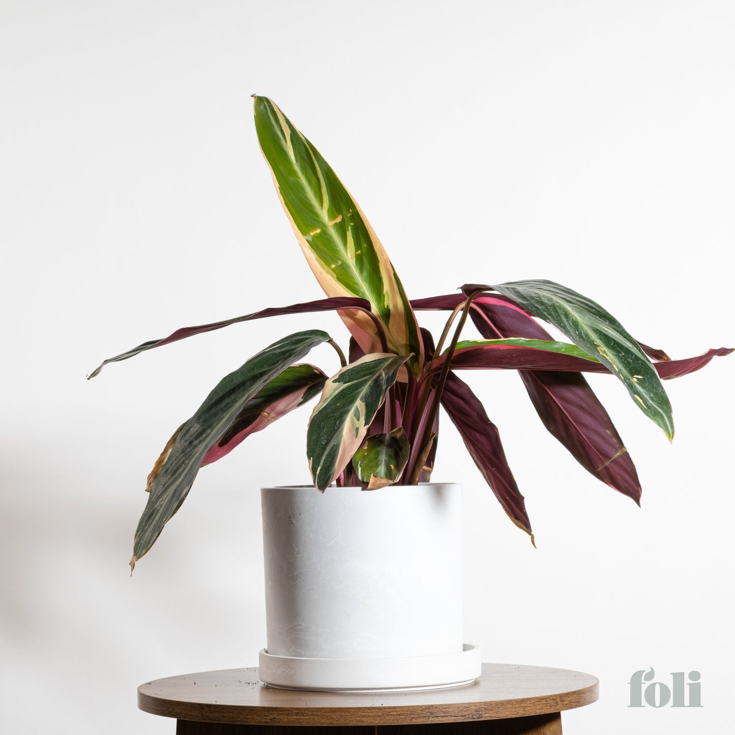 Tricolour Prayer Plant