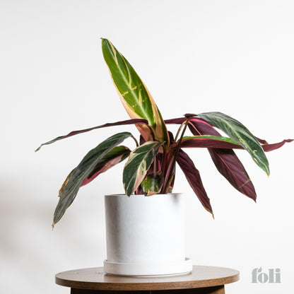Tricolour Prayer Plant