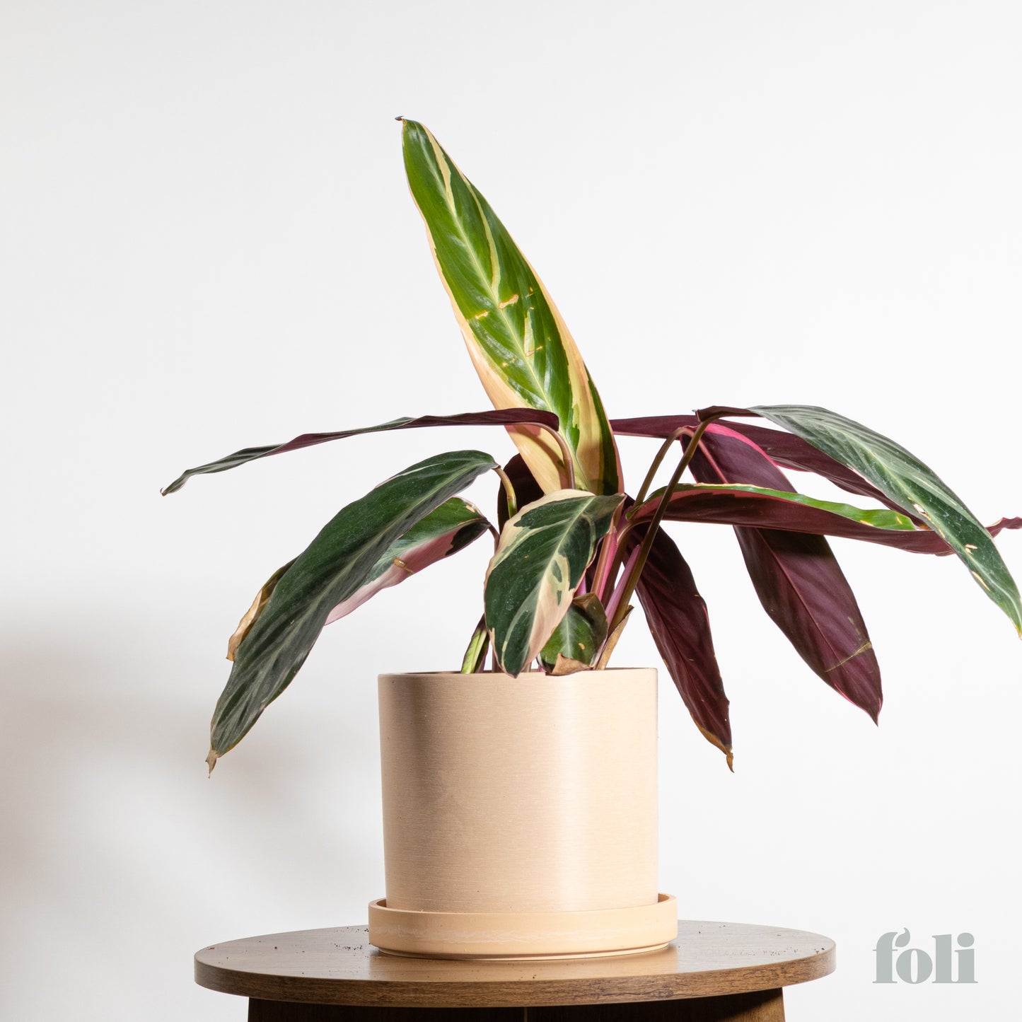 Tricolour Prayer Plant