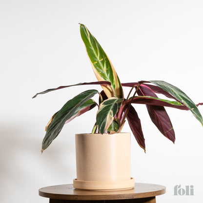 Tricolour Prayer Plant