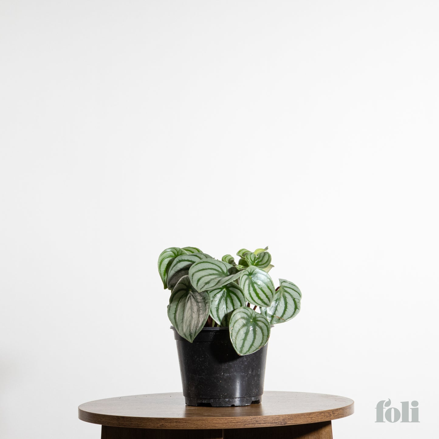 Watermelon Peperomia