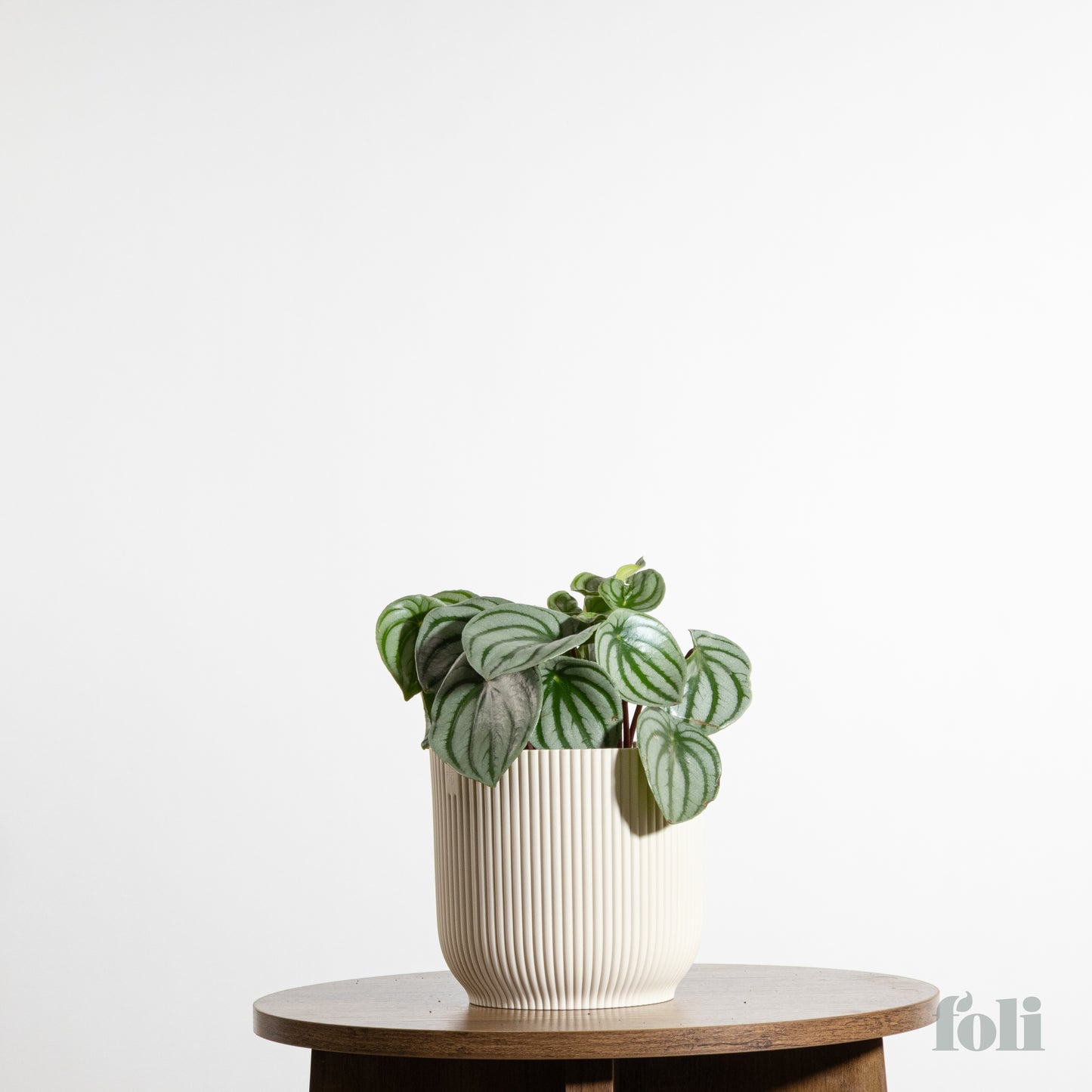 Watermelon Peperomia