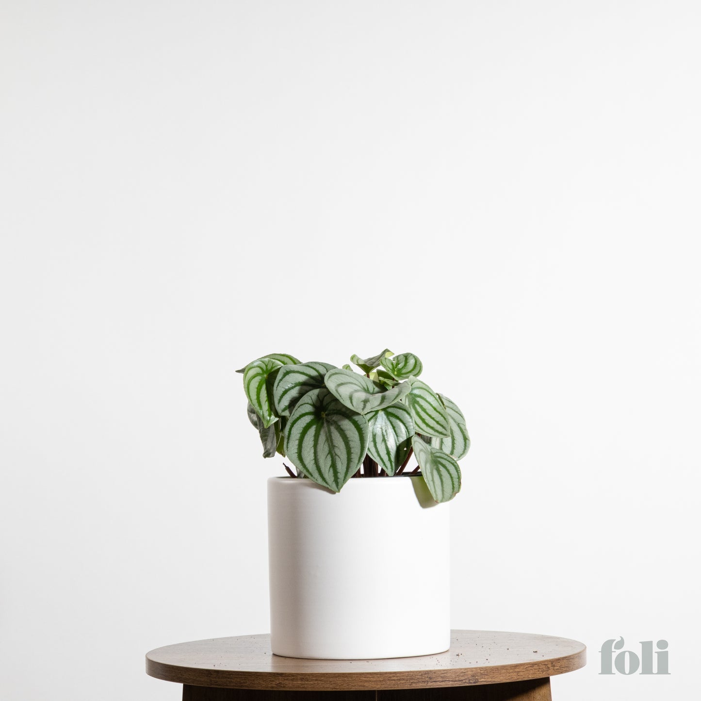 Watermelon Peperomia