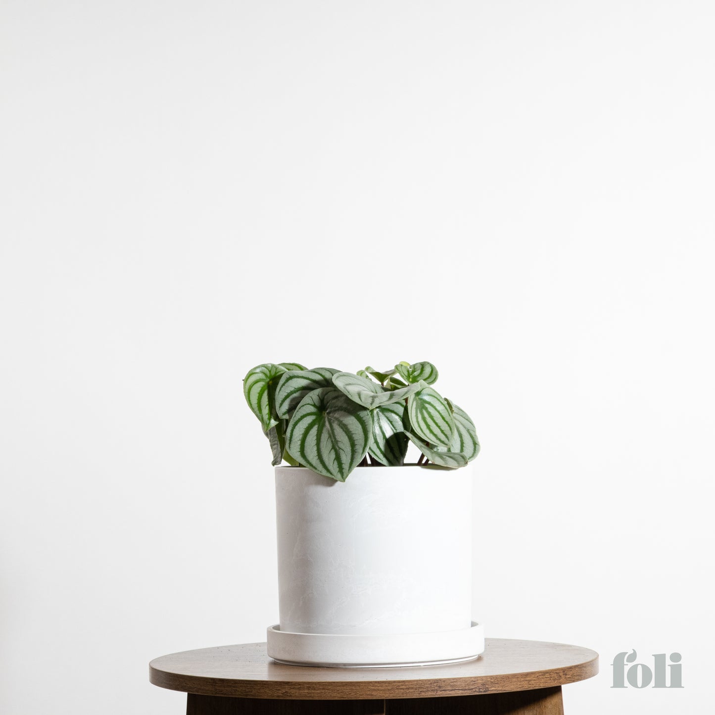 Watermelon Peperomia