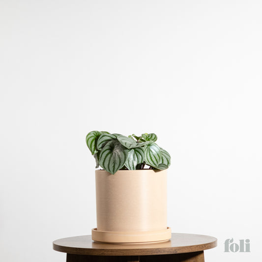 Watermelon Peperomia