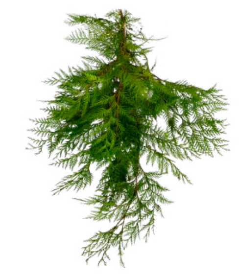Port Orford Cedar Boughs