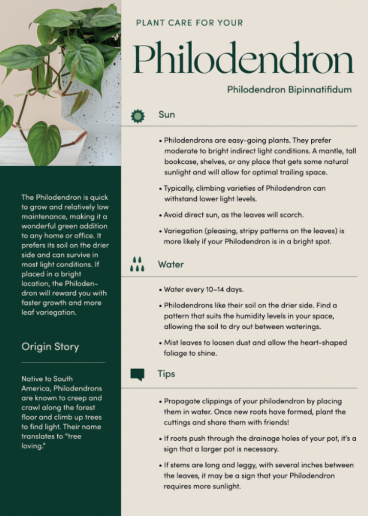 Philodendron Brasil