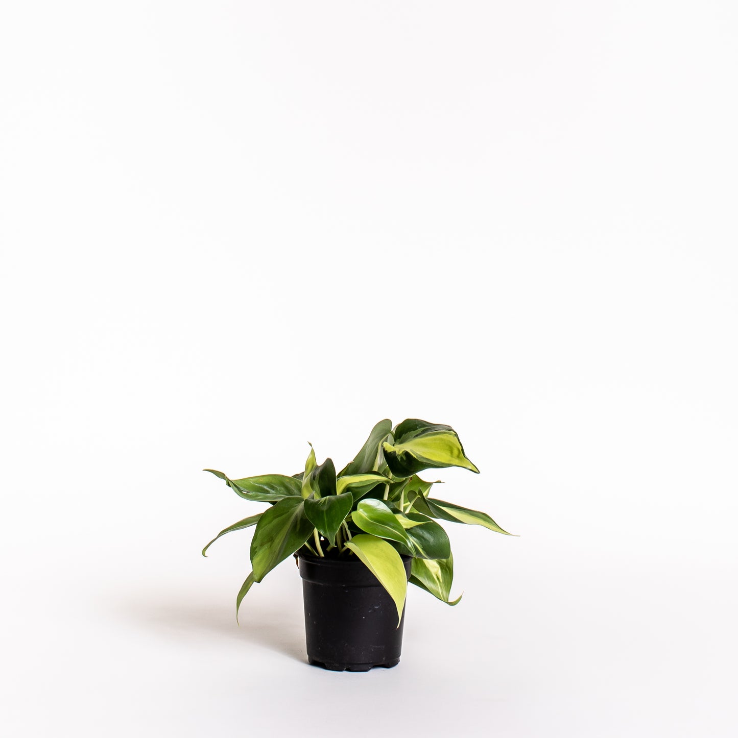 Philodendron du Brésil