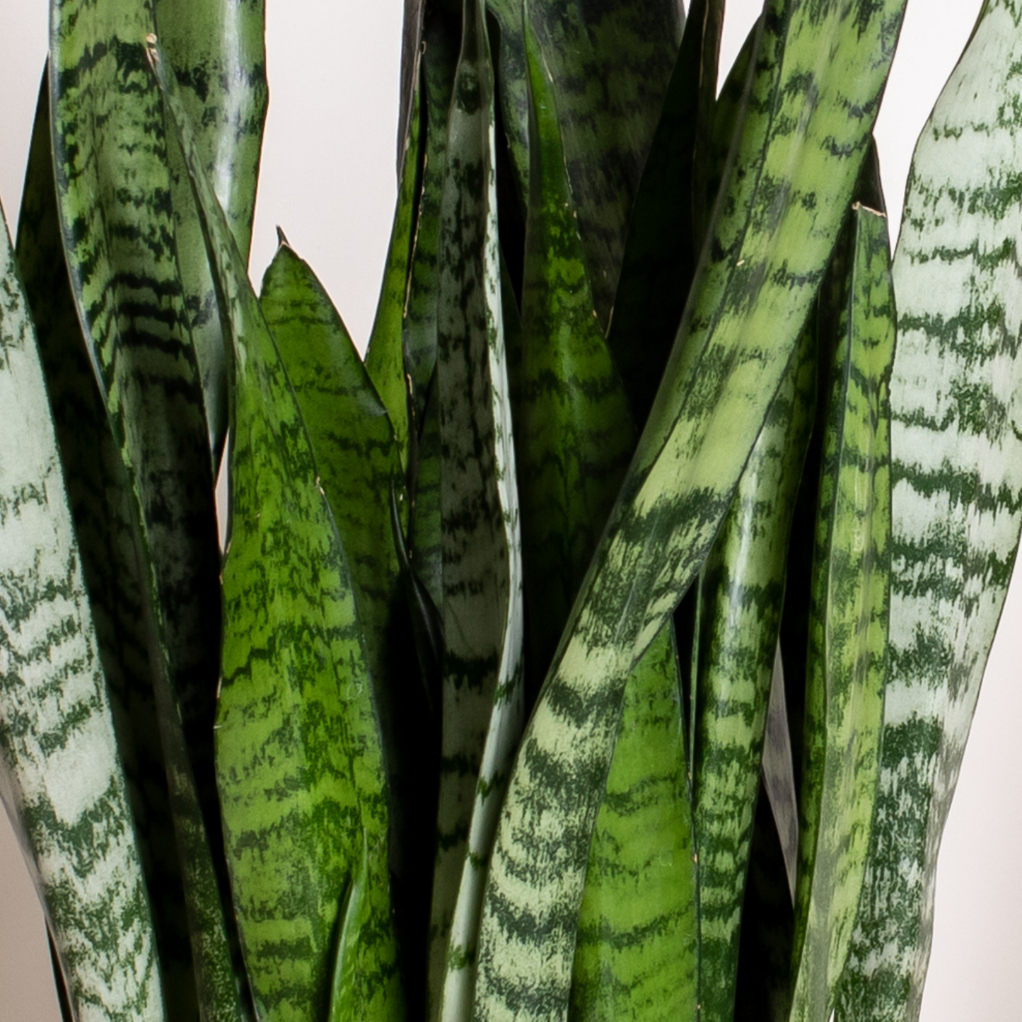 Snake Plant